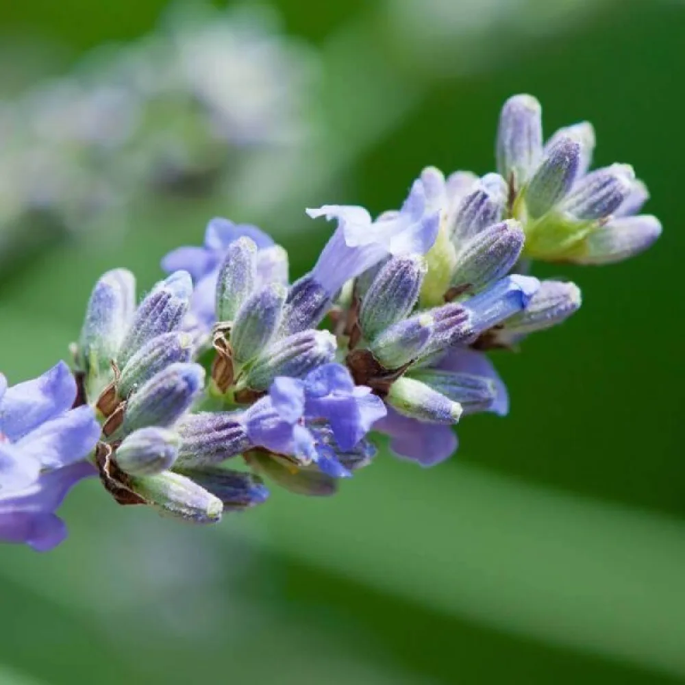 Äkta lavendel – proffsfrön
