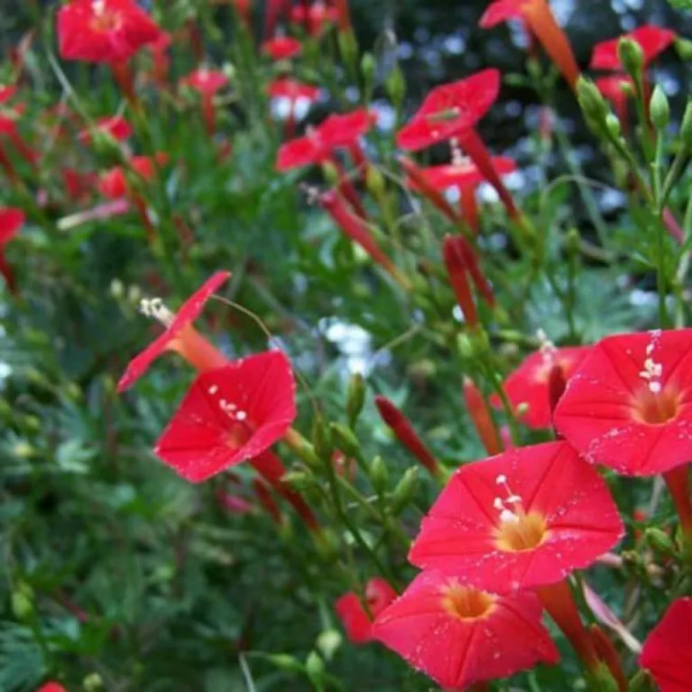 Kardinalvinda 'Cardinal Climber'