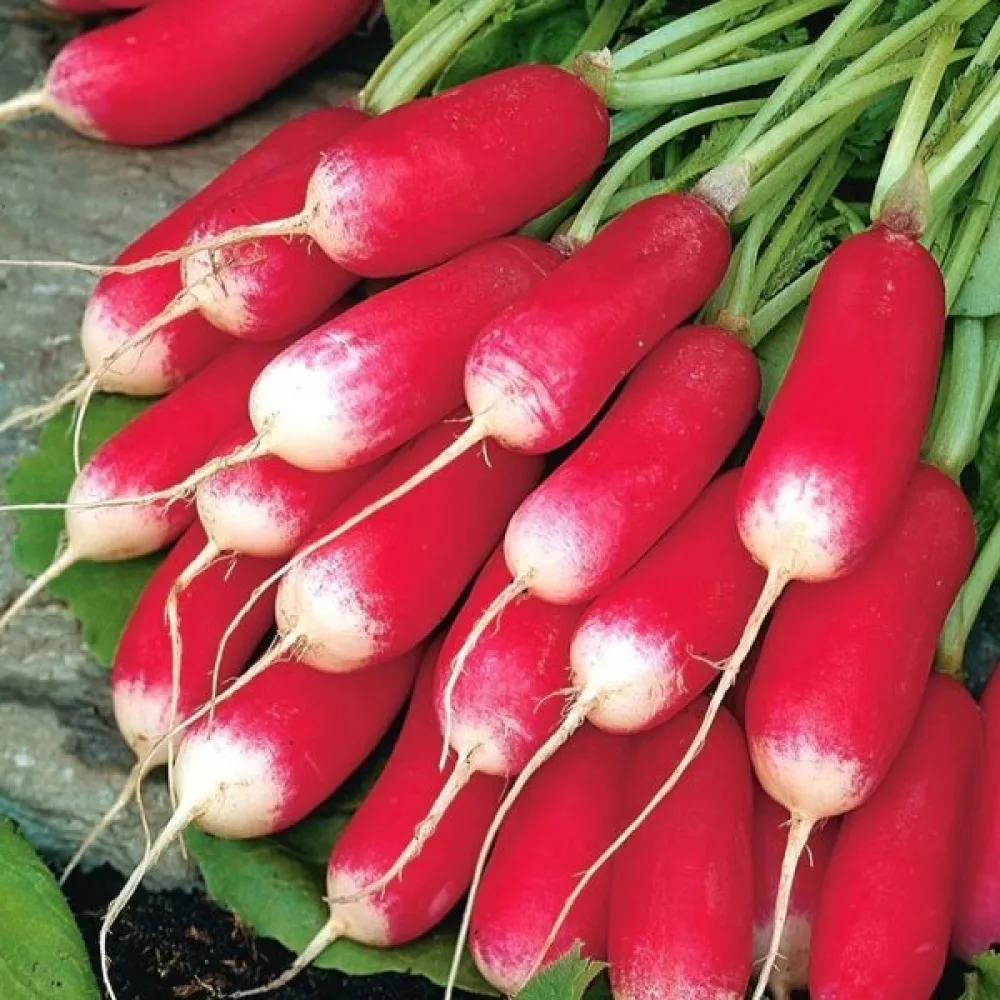 Halvlång rädisa 'Flamboyant 2'
