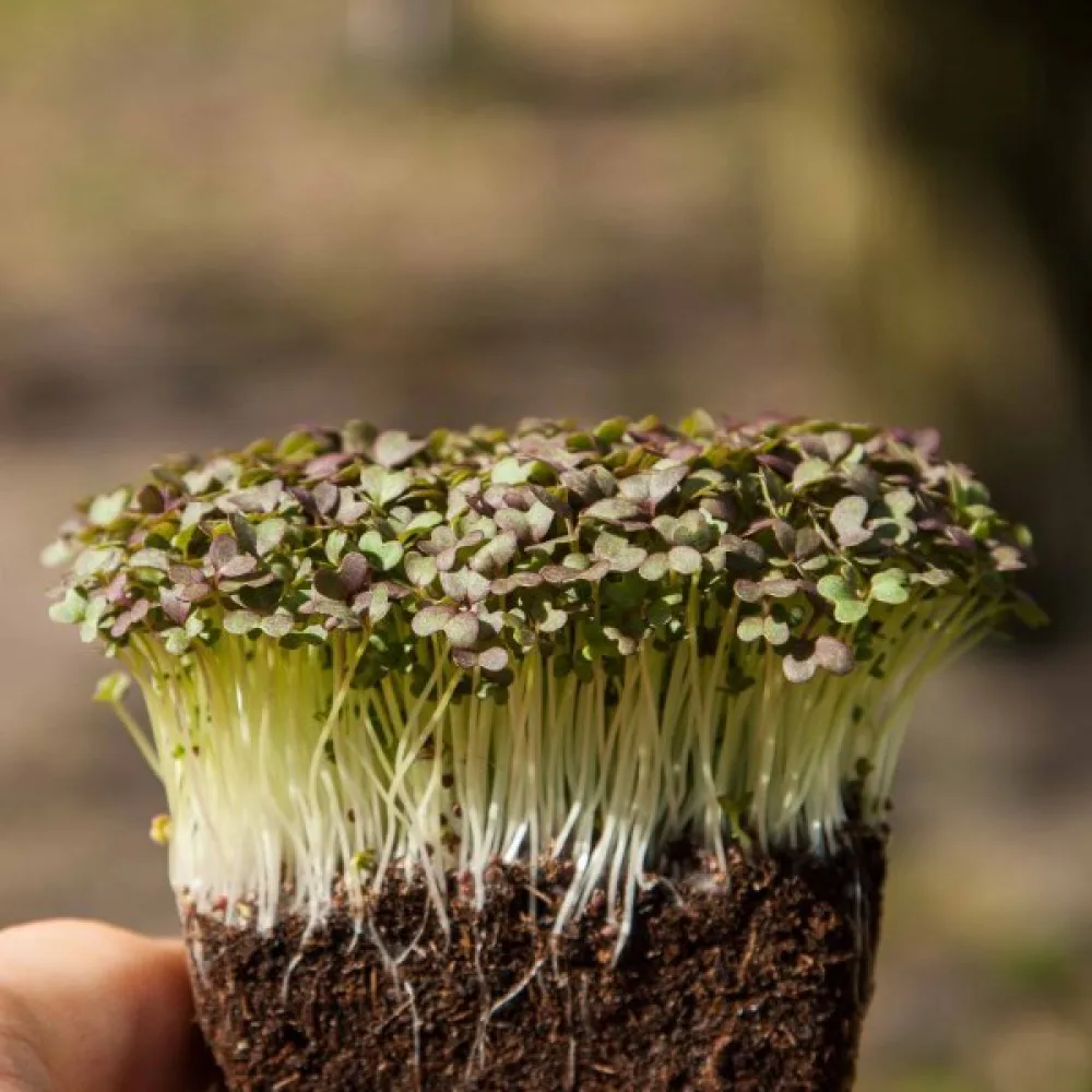 Mizuna 'Red Frills'