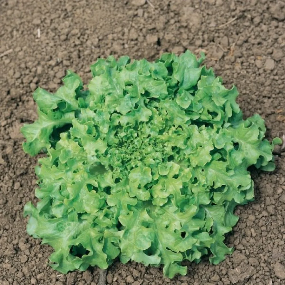 Babyleaf-sallad 'Bionda a Foglia di Quercia'