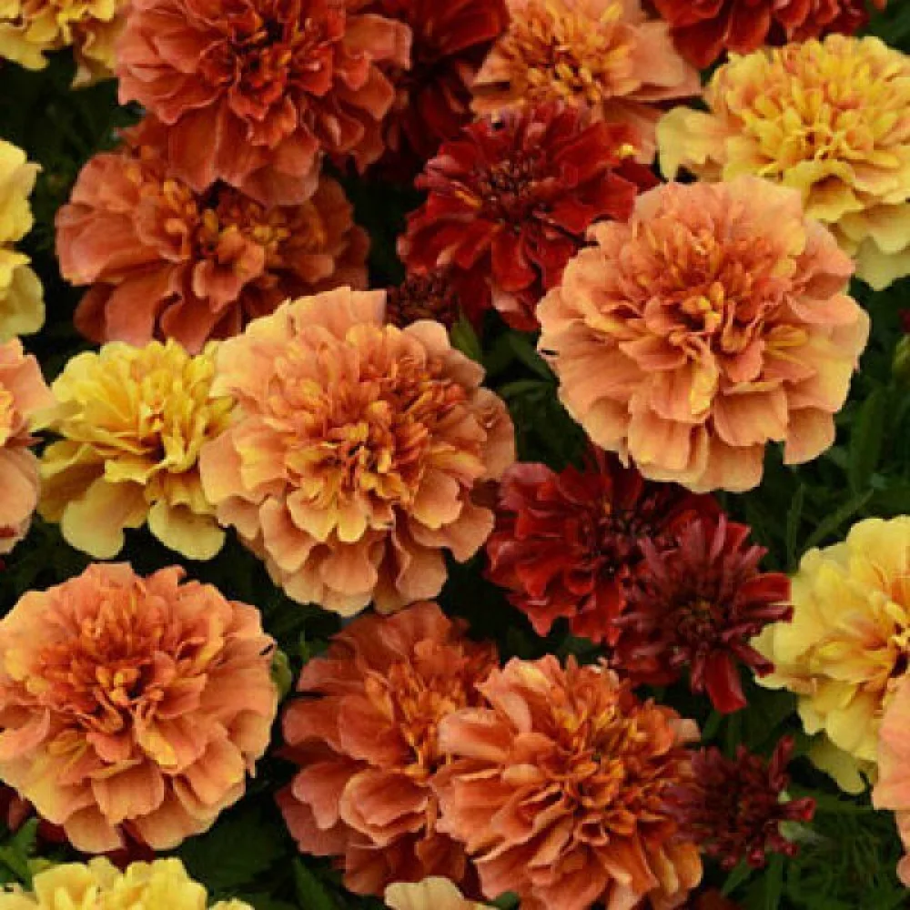 Fransk tagetes 'Burpee Melody'