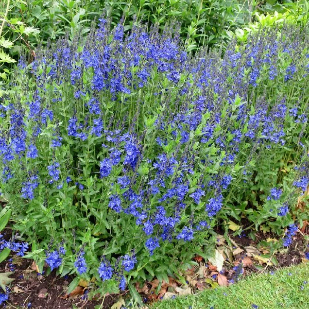 Axveronika 'Royal Blue'