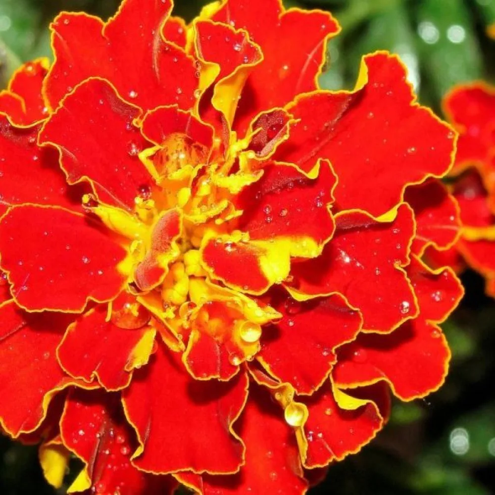 Fransk tagetes 'Red Brocade'