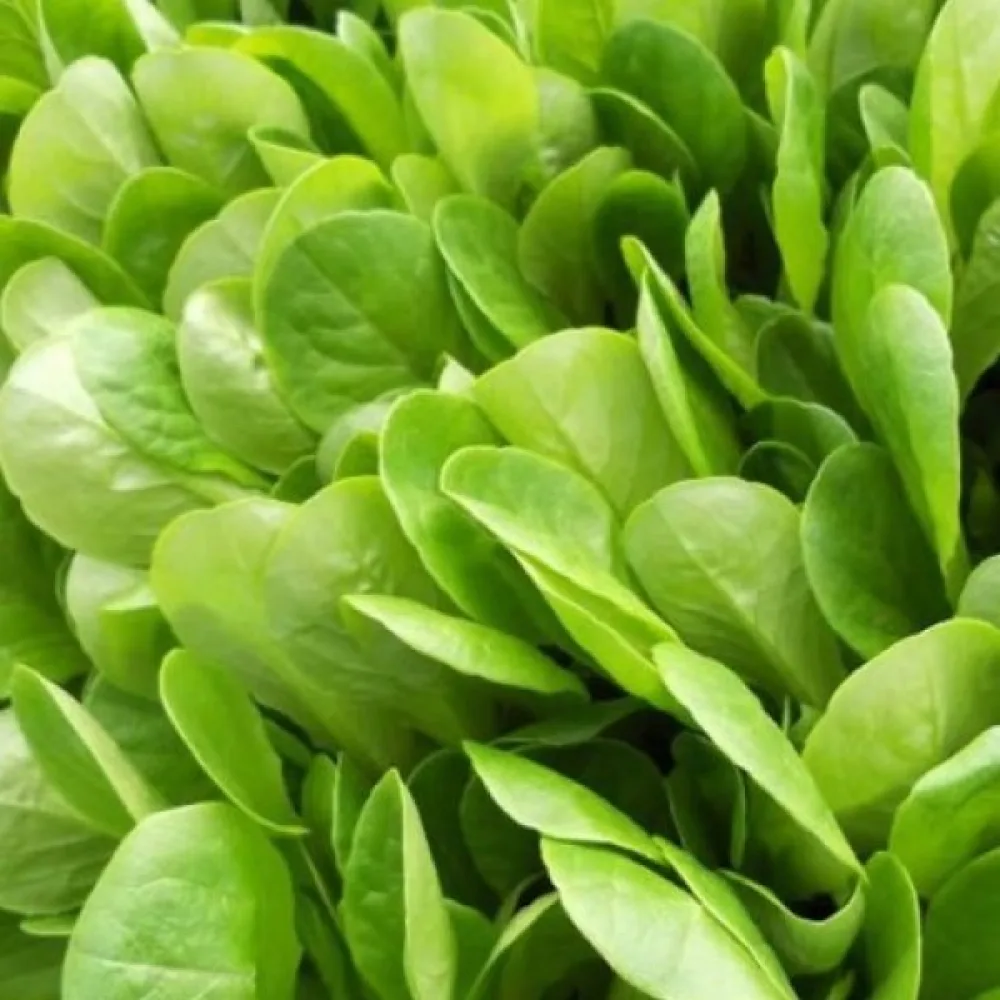 Cikoria 'Zuccherina di Trieste'
